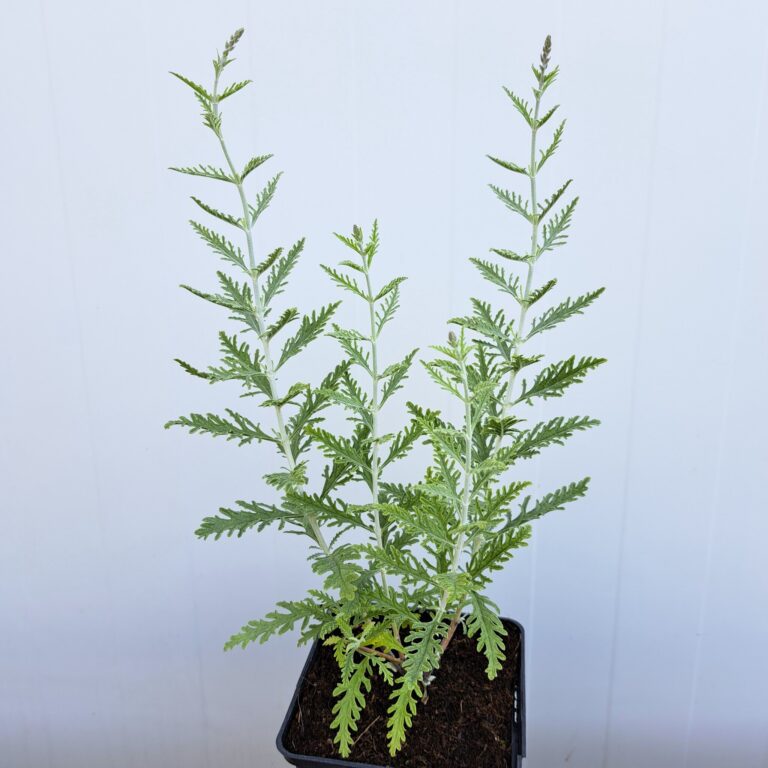 Perowskia 'Blue Spire'