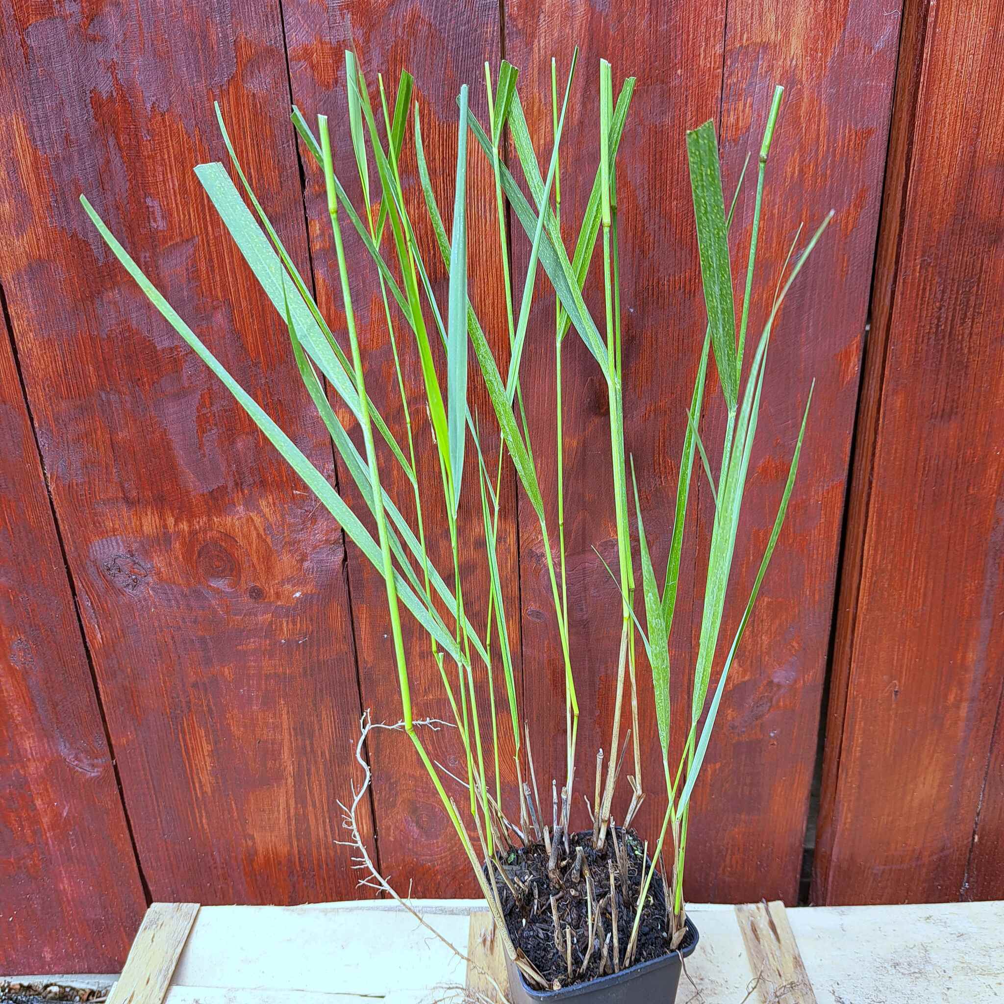 Proso rózgowate 'Warrior' P9 (02.09.2025) (1)_Easy-Resize.com Proso rózgowate 'Warrior'