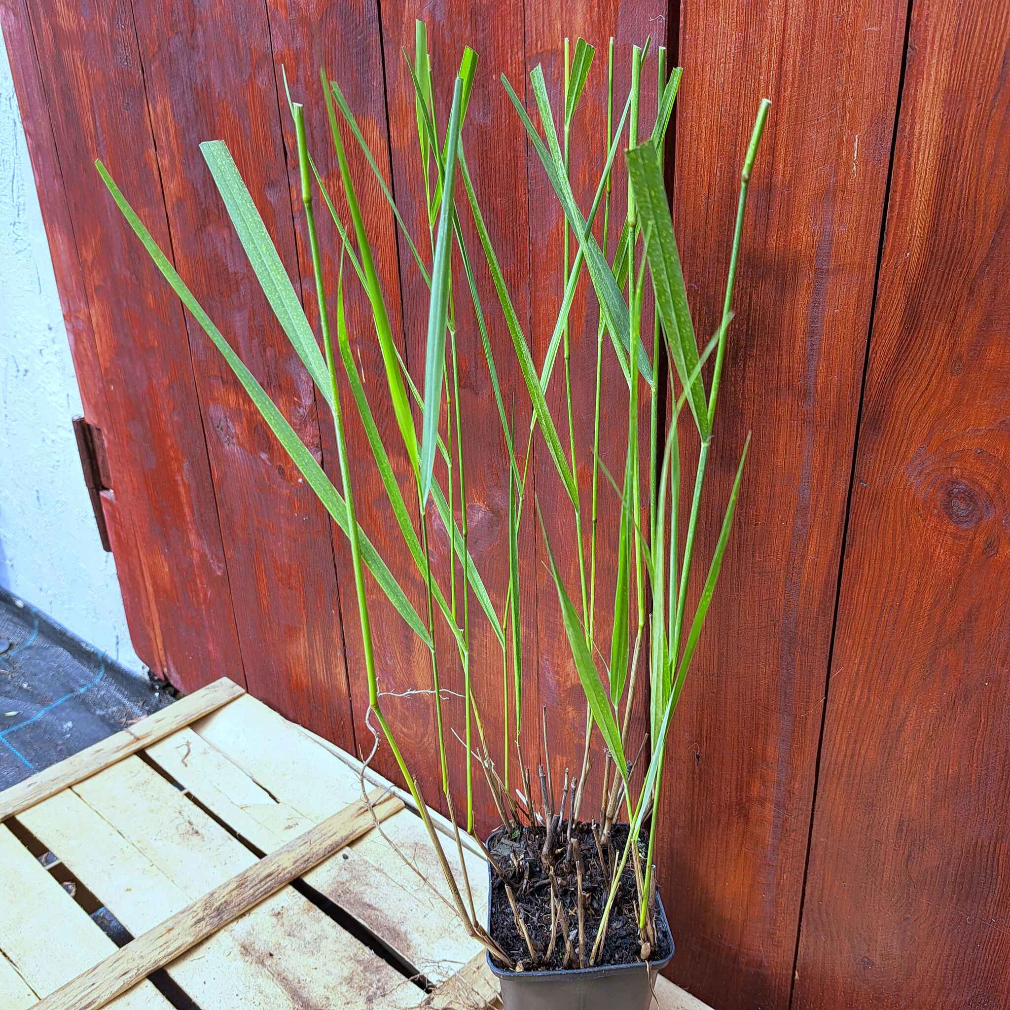 Proso rózgowate 'Warrior' P9 (02.09.2025) (3)_Easy-Resize.com