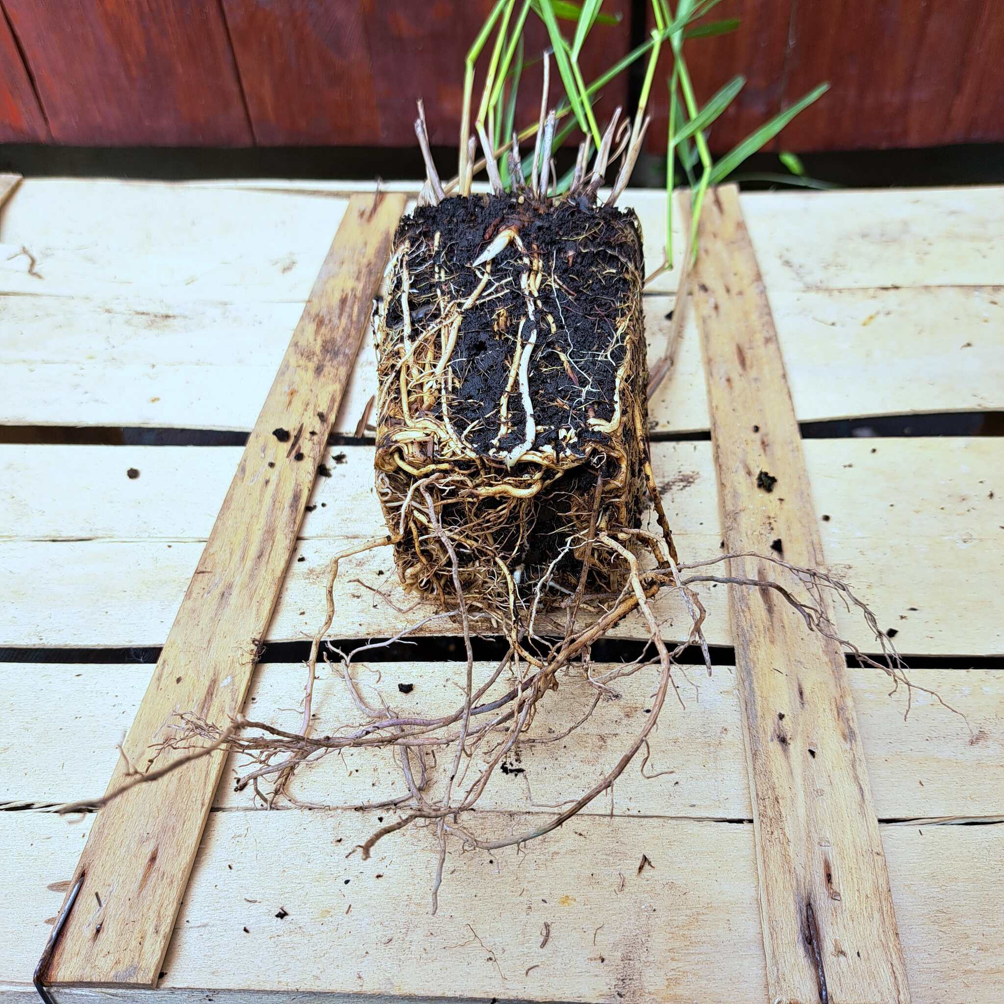 Proso rózgowate 'Warrior' P9 (02.09.2025) (4)_Easy-Resize.com