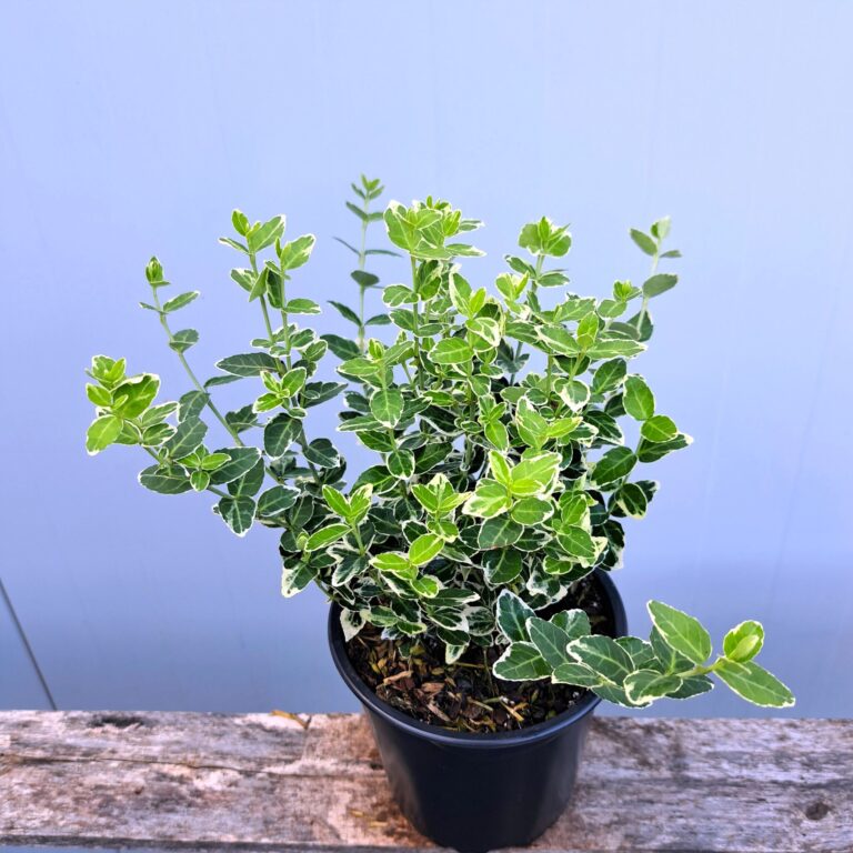 Trzmielina pnąca 'Emerald Gaiety'