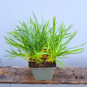 Goździk pierzasty 'Double Rose’ – Dianthus plumarius 'Double Rose’ (P9)