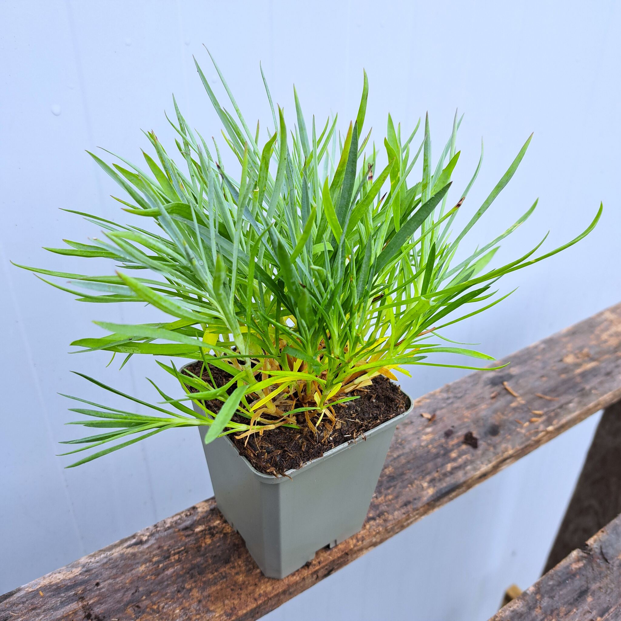 Goździk pierzasty 'Double Rose' P9 (17.11.2025) (2)_Easy-Resize.com Goździk pierzasty 'Double Rose'