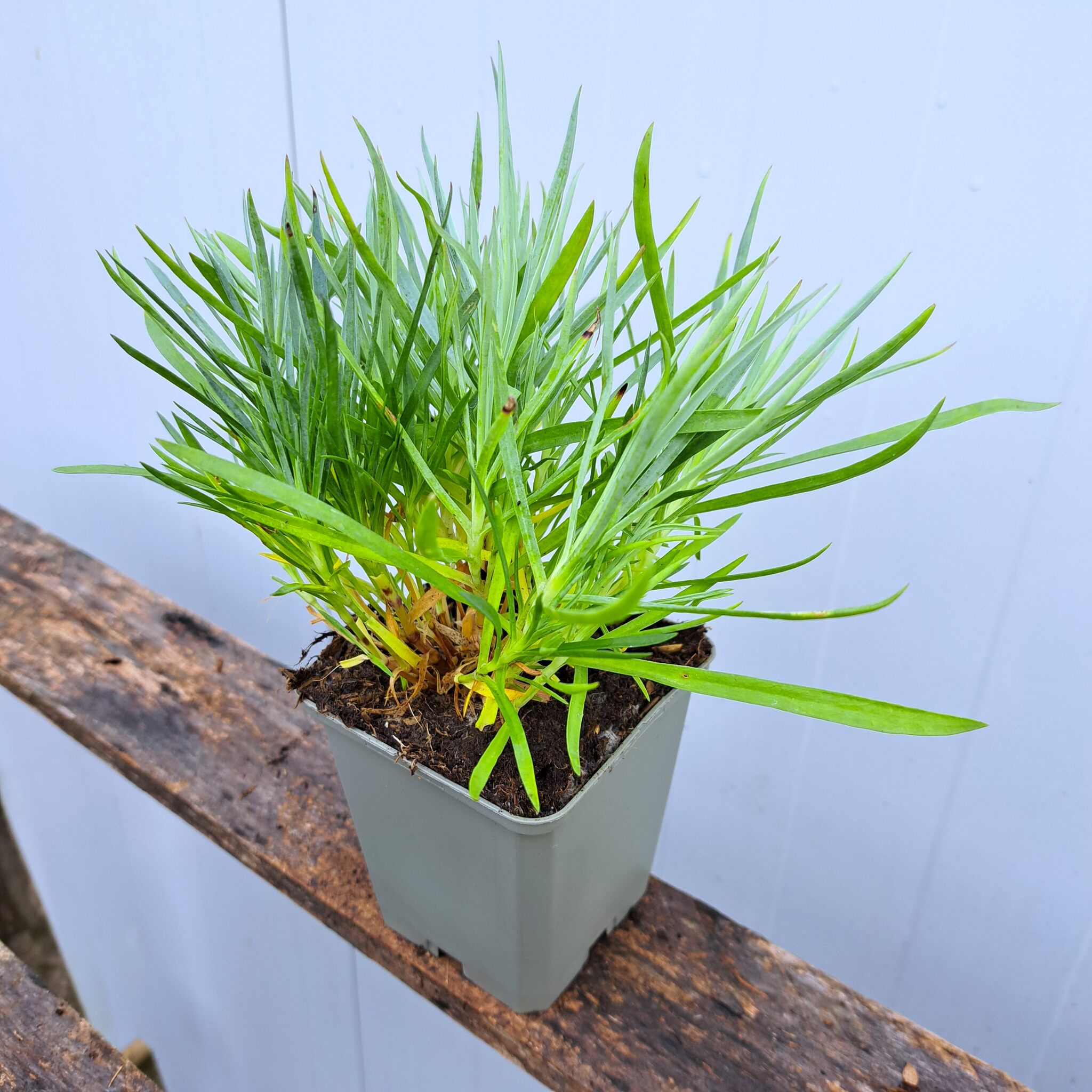 Goździk pierzasty 'Double Rose' P9 (17.11.2025) (3)_Easy-Resize.com Goździk pierzasty 'Double Rose'