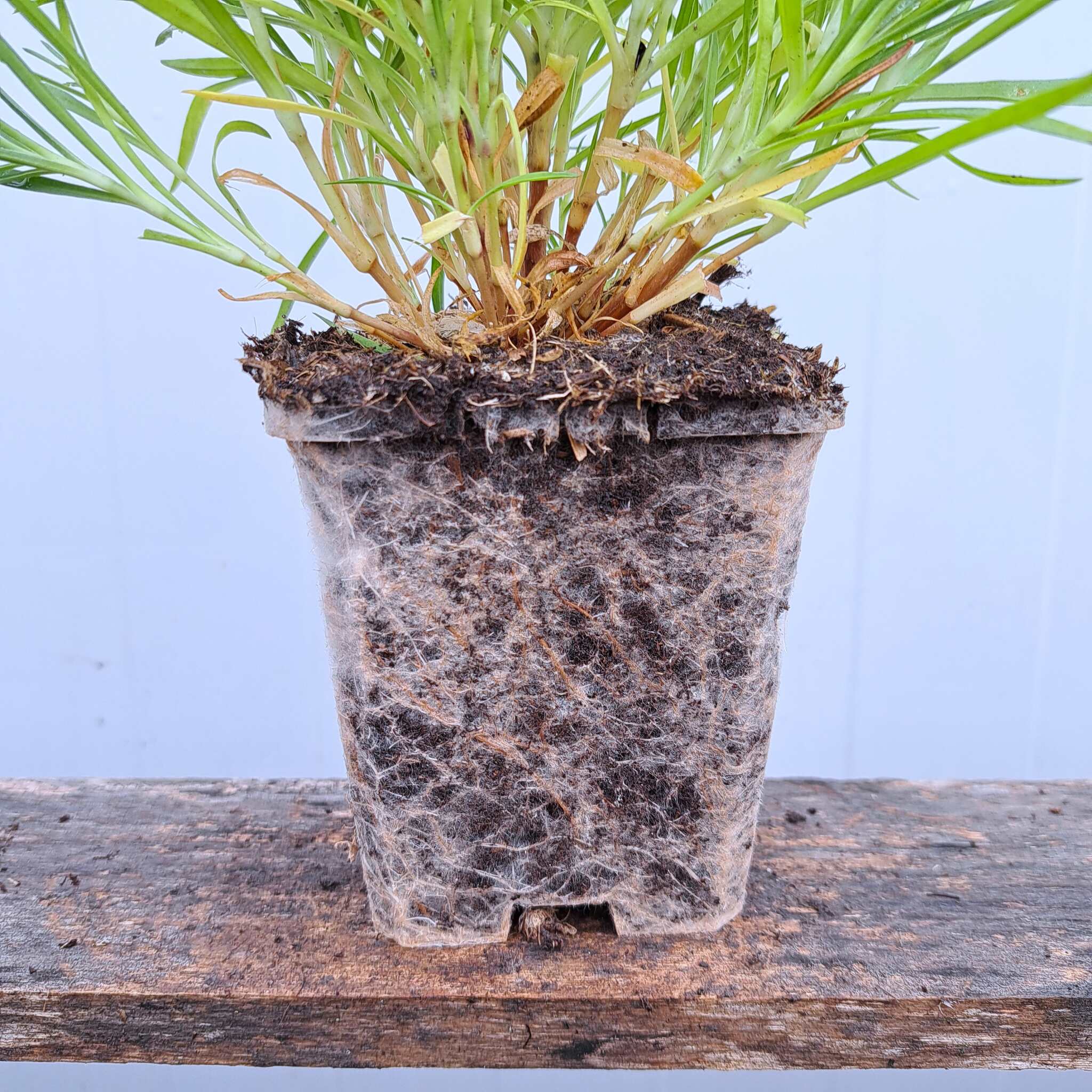 Goździk pierzasty 'Double Rose' P9 (17.11.2025) (4)_Easy-Resize.com Goździk pierzasty 'Double Rose'