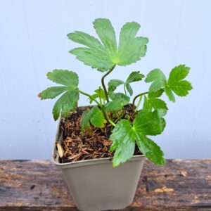 Jarzmianka większa – Astrantia major (P9)