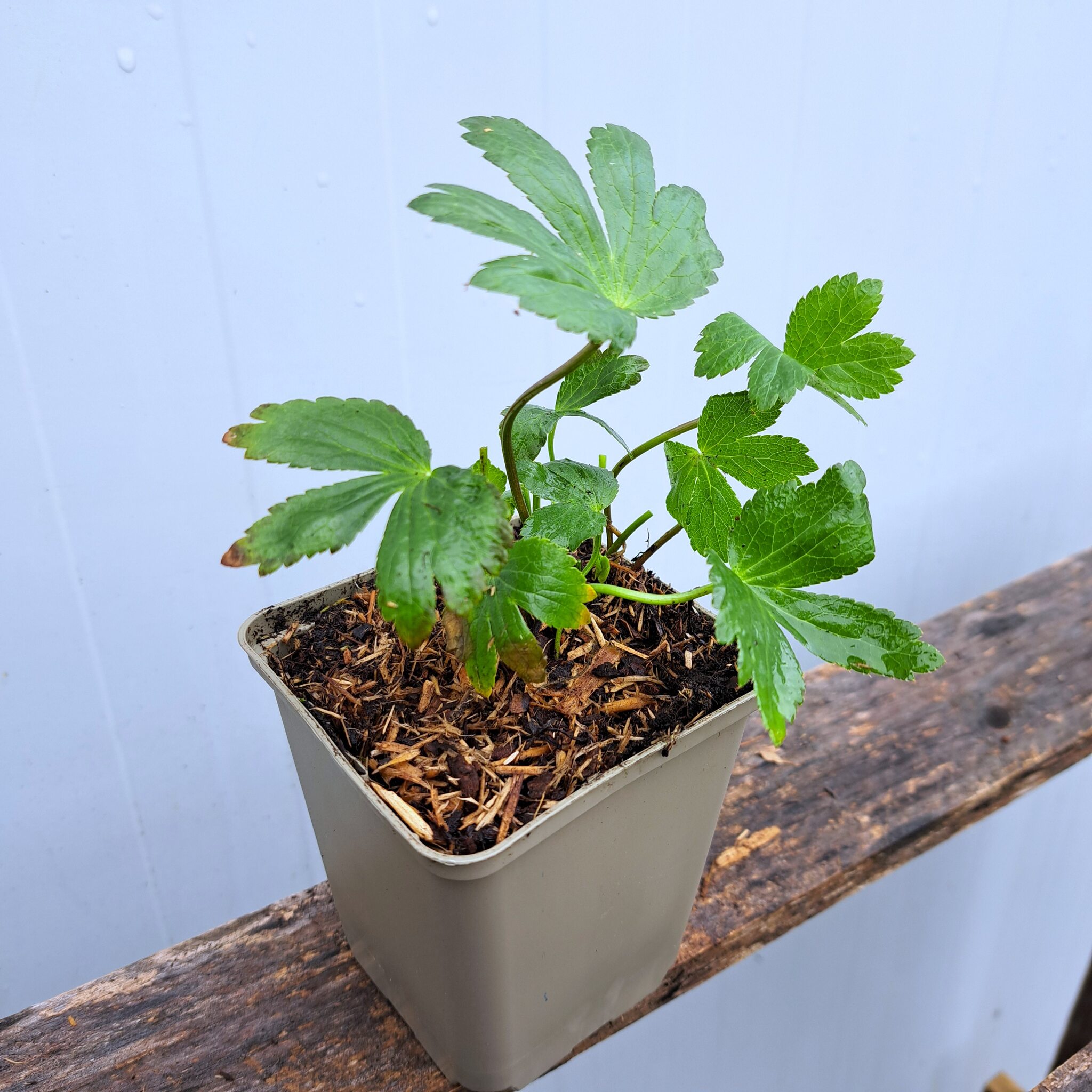 Jarzmianka większa P9 (17.11.2025) (2)_Easy-Resize.com Jarzmianka większa