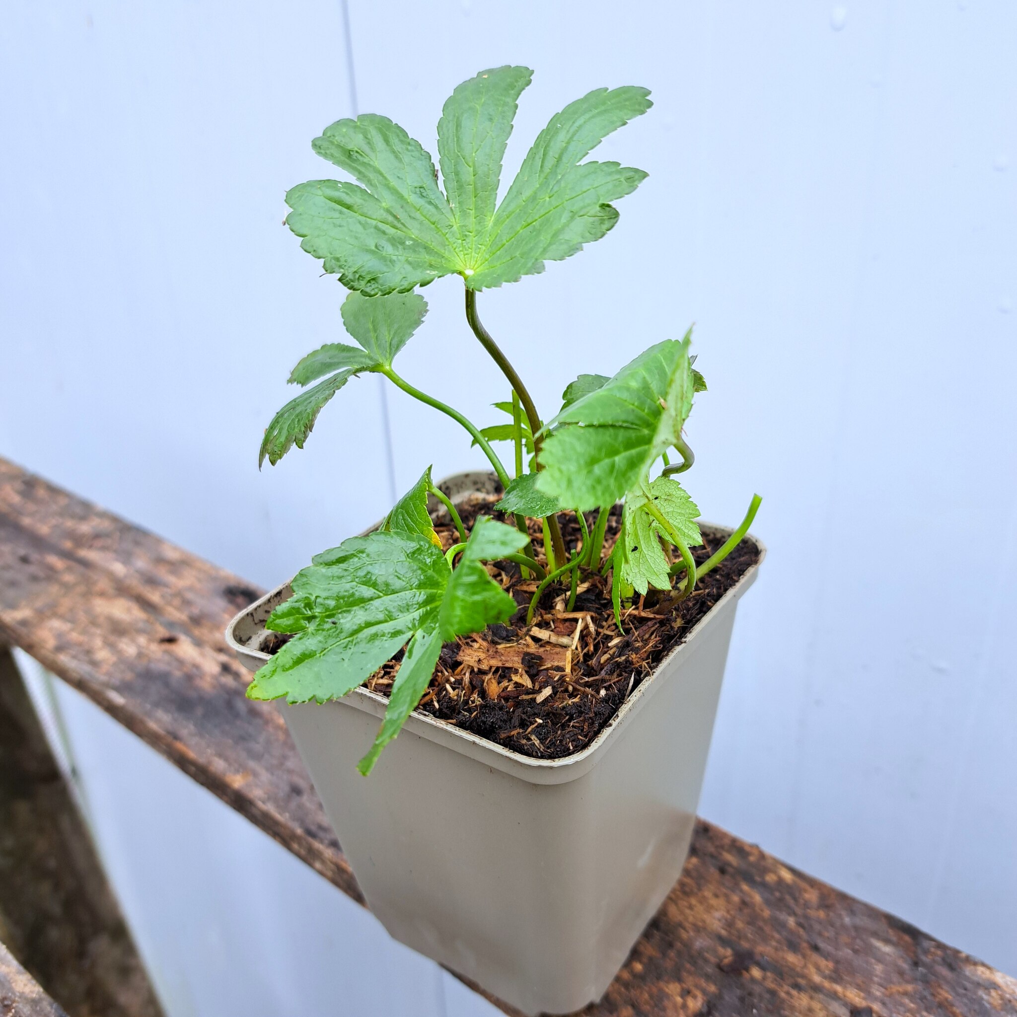 Jarzmianka większa P9 (17.11.2025) (3)_Easy-Resize.com Jarzmianka większa