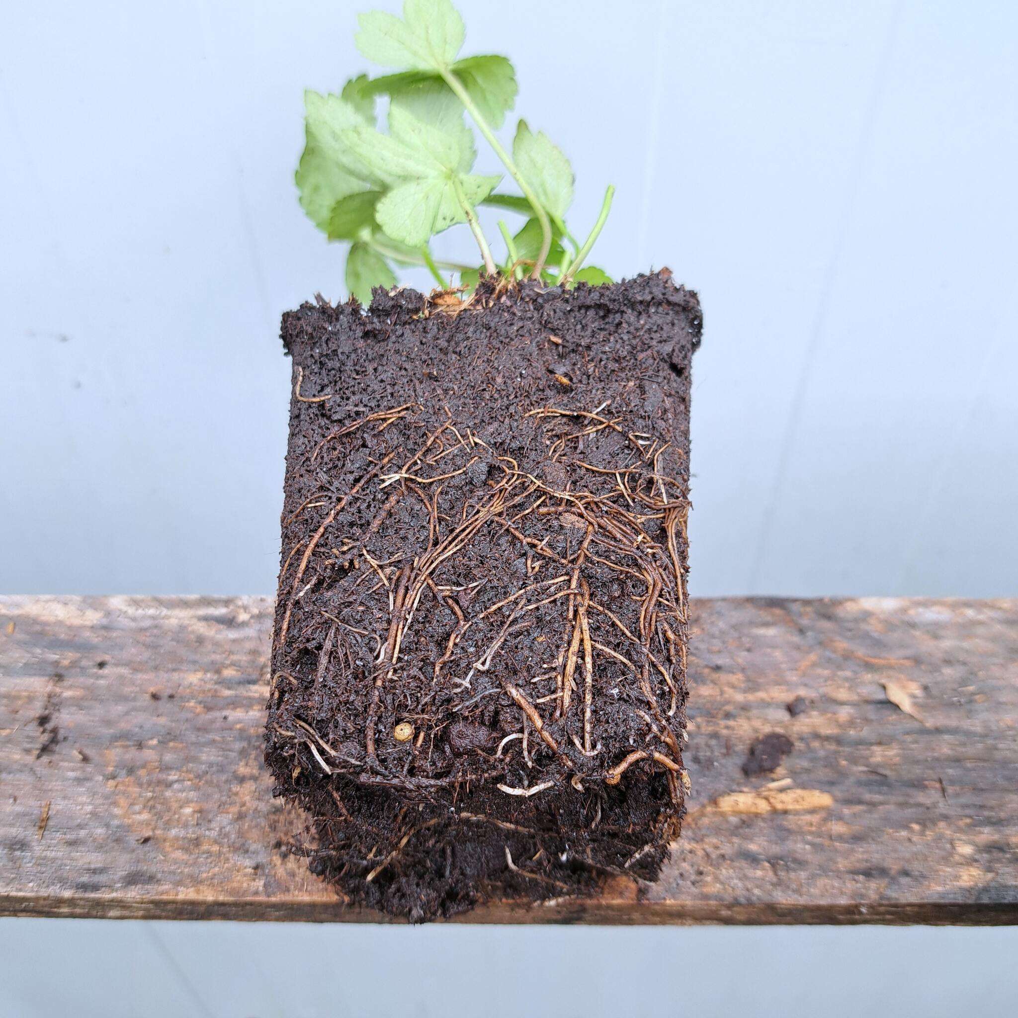 Jarzmianka większa P9 (17.11.2025) (4)_Easy-Resize.com Jarzmianka większa