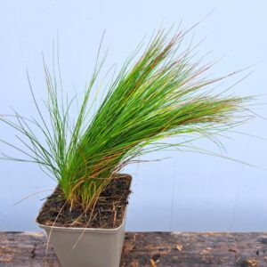 Kostrzewa Walberla – Festuca Walberla (P9)