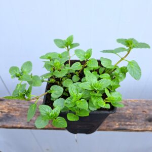 Mięta pieprzowa – Mentha x piperita (P11)