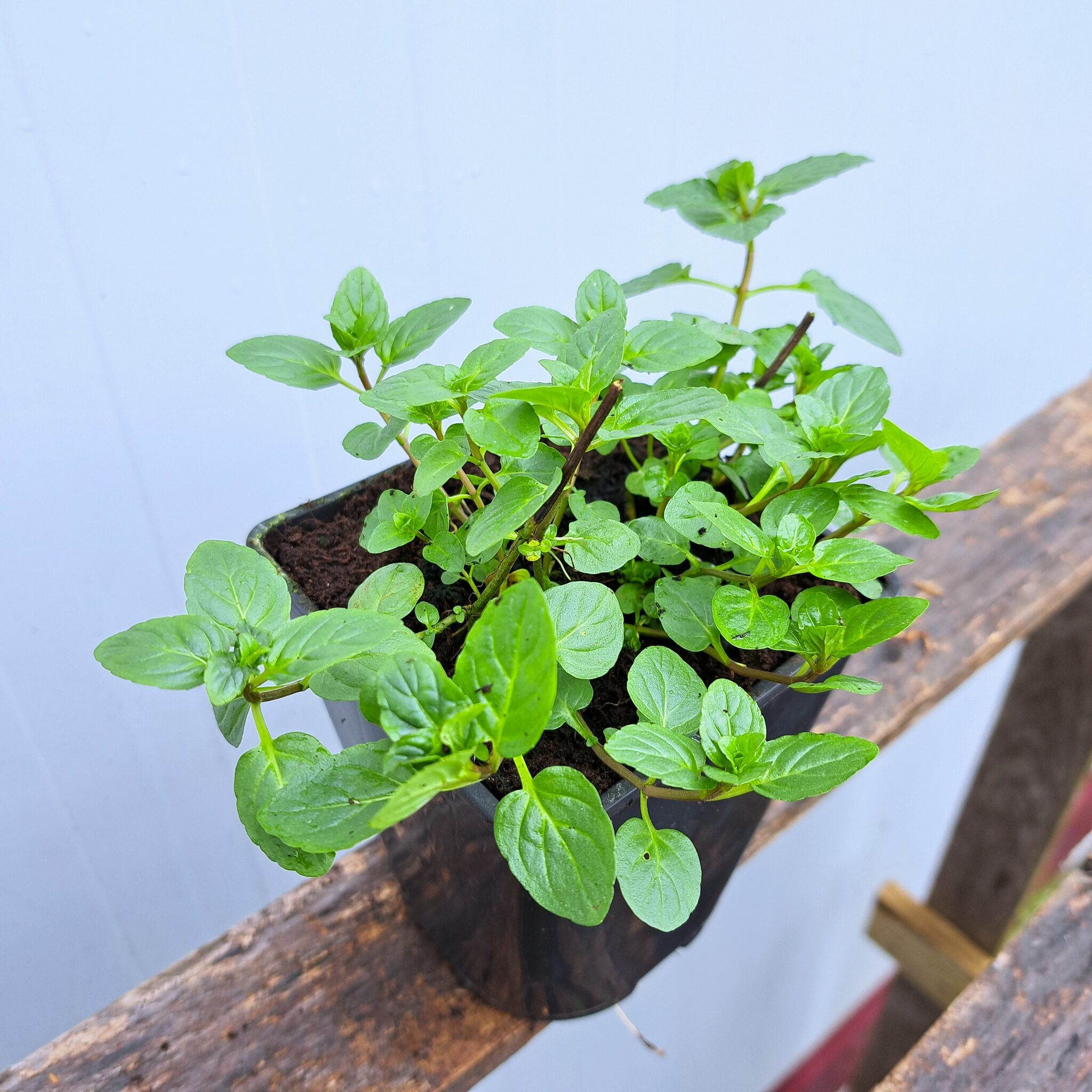 Mięta pieprzowa P11 (17.11.2025) (2)_Easy-Resize.com Mięta pieprzowa