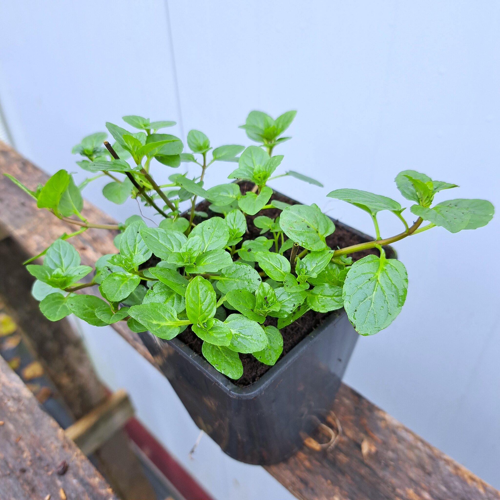 Mięta pieprzowa P11 (17.11.2025) (3)_Easy-Resize.com Mięta pieprzowa