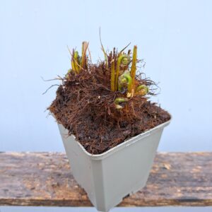 Onoklea wrażliwa – Onoclea sensibilis (P9)