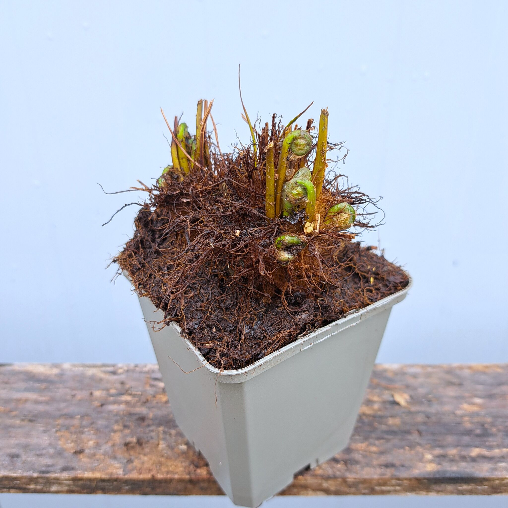 Onoklea wrażliwa P9 (17.11.2025) (1)_Easy-Resize.com Onoklea wrażliwa