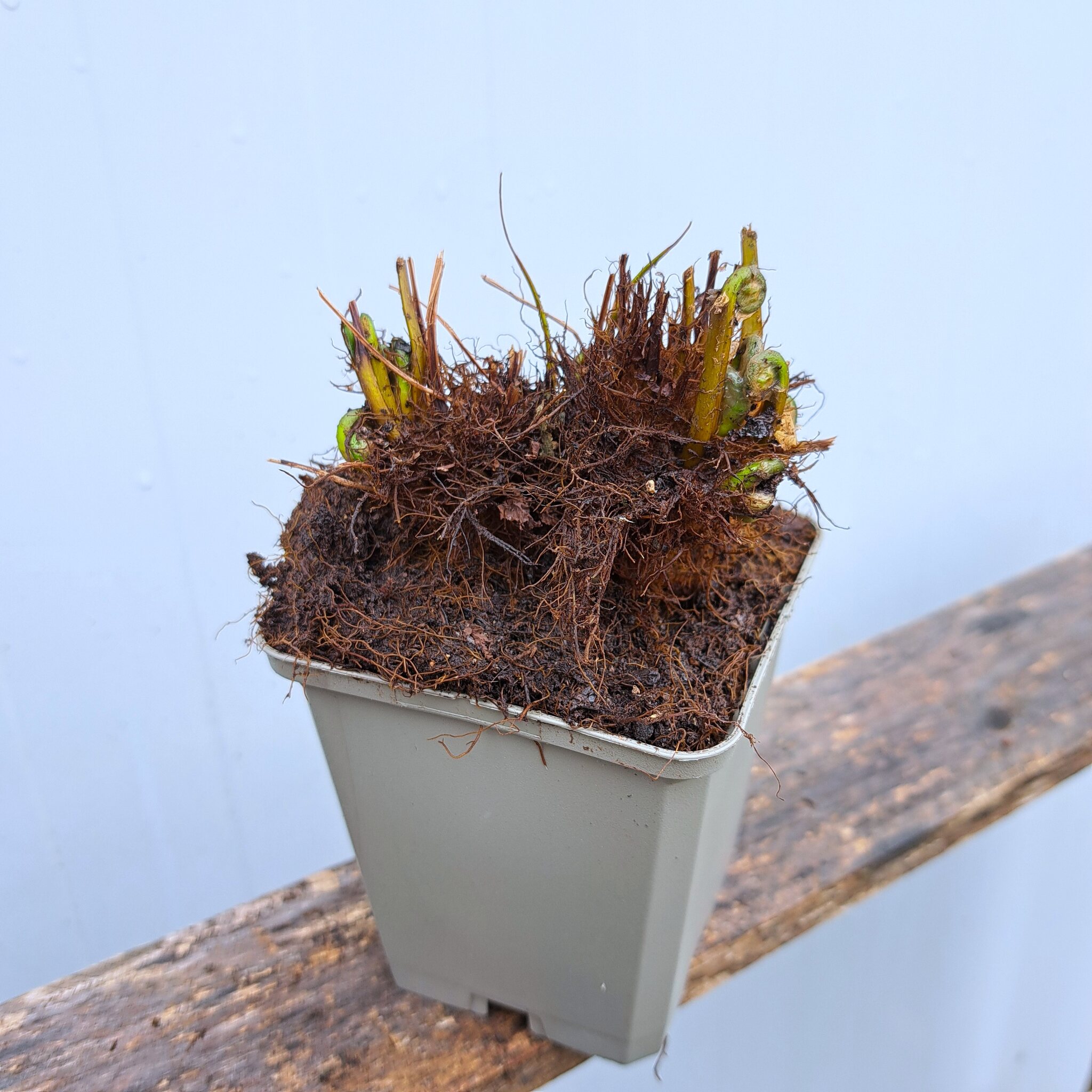 Onoklea wrażliwa P9 (17.11.2025) (2)_Easy-Resize.com Onoklea wrażliwa