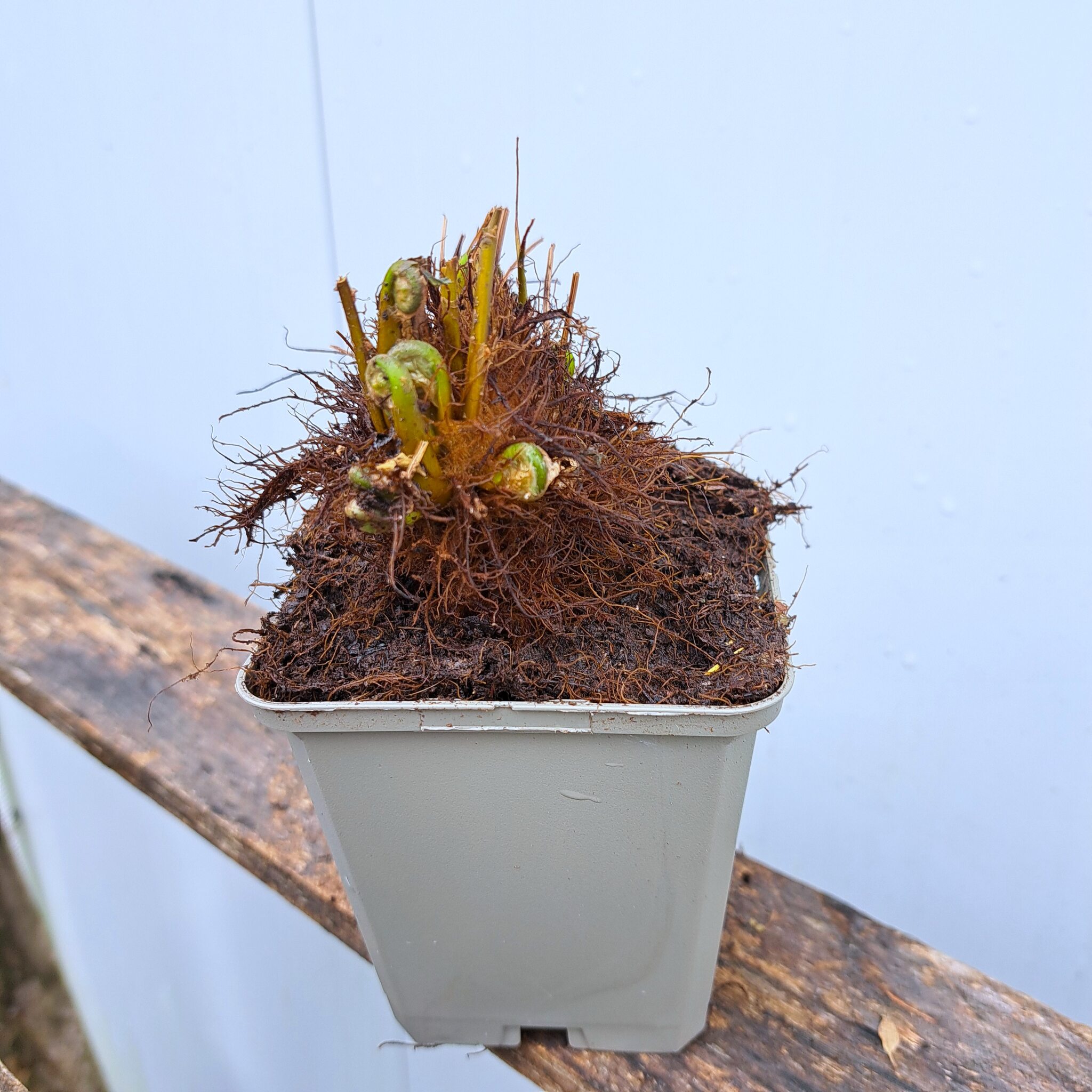 Onoklea wrażliwa P9 (17.11.2025) (3)_Easy-Resize.com Onoklea wrażliwa