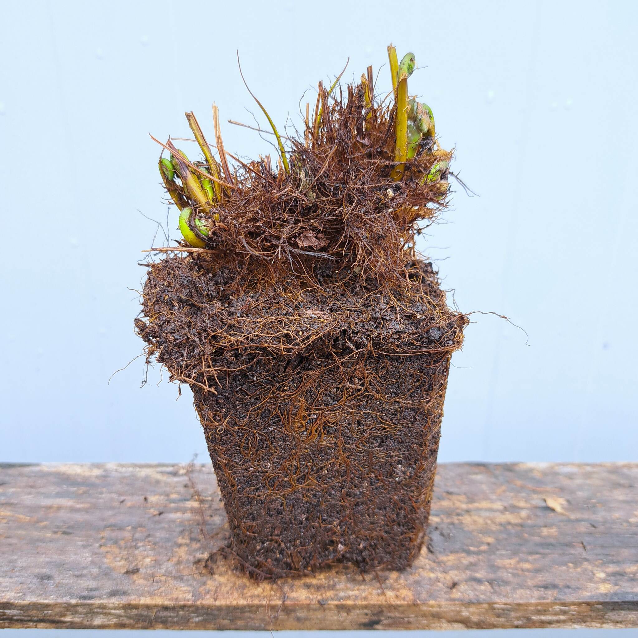 Onoklea wrażliwa P9 (17.11.2025) (4)_Easy-Resize.com Onoklea wrażliwa