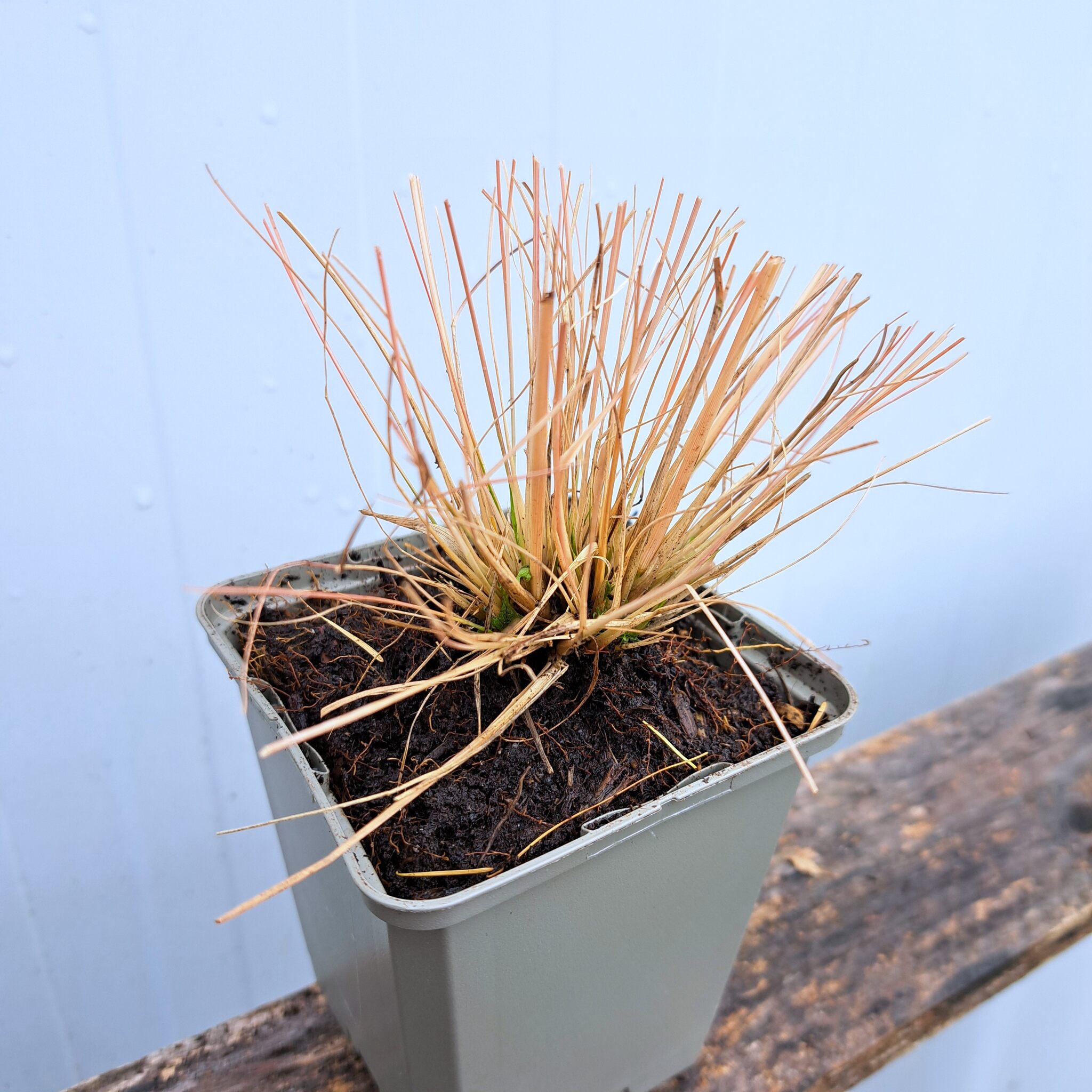 Poronica różnołuskowa P9 (17.11.2025) (1)_Easy-Resize.com Poronica różnołuskowa