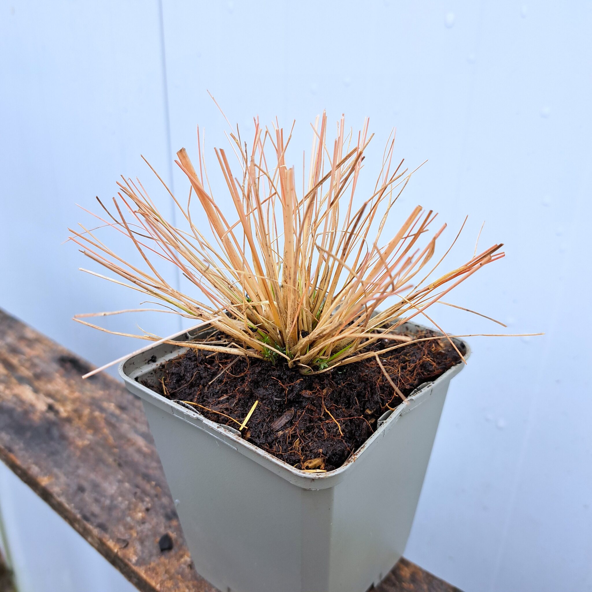 Poronica różnołuskowa P9 (17.11.2025) (2)_Easy-Resize.com Poronica różnołuskowa