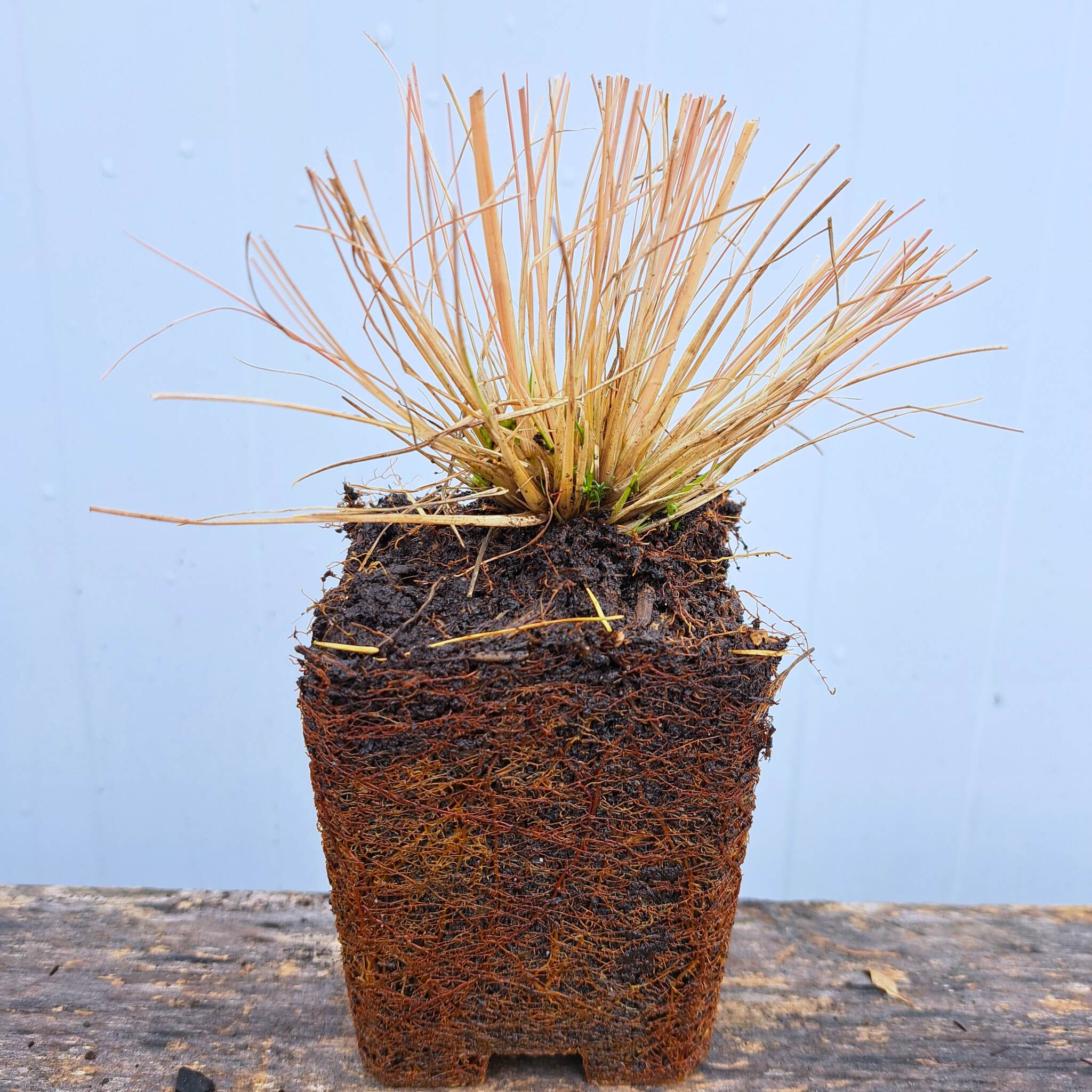 Poronica różnołuskowa P9 (17.11.2025) (3)_Easy-Resize.com Poronica różnołuskowa