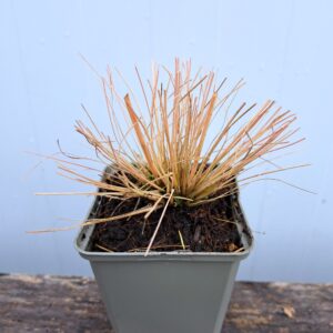 Poronica różnołuskowa – Sporobolus heterolepis (P9)