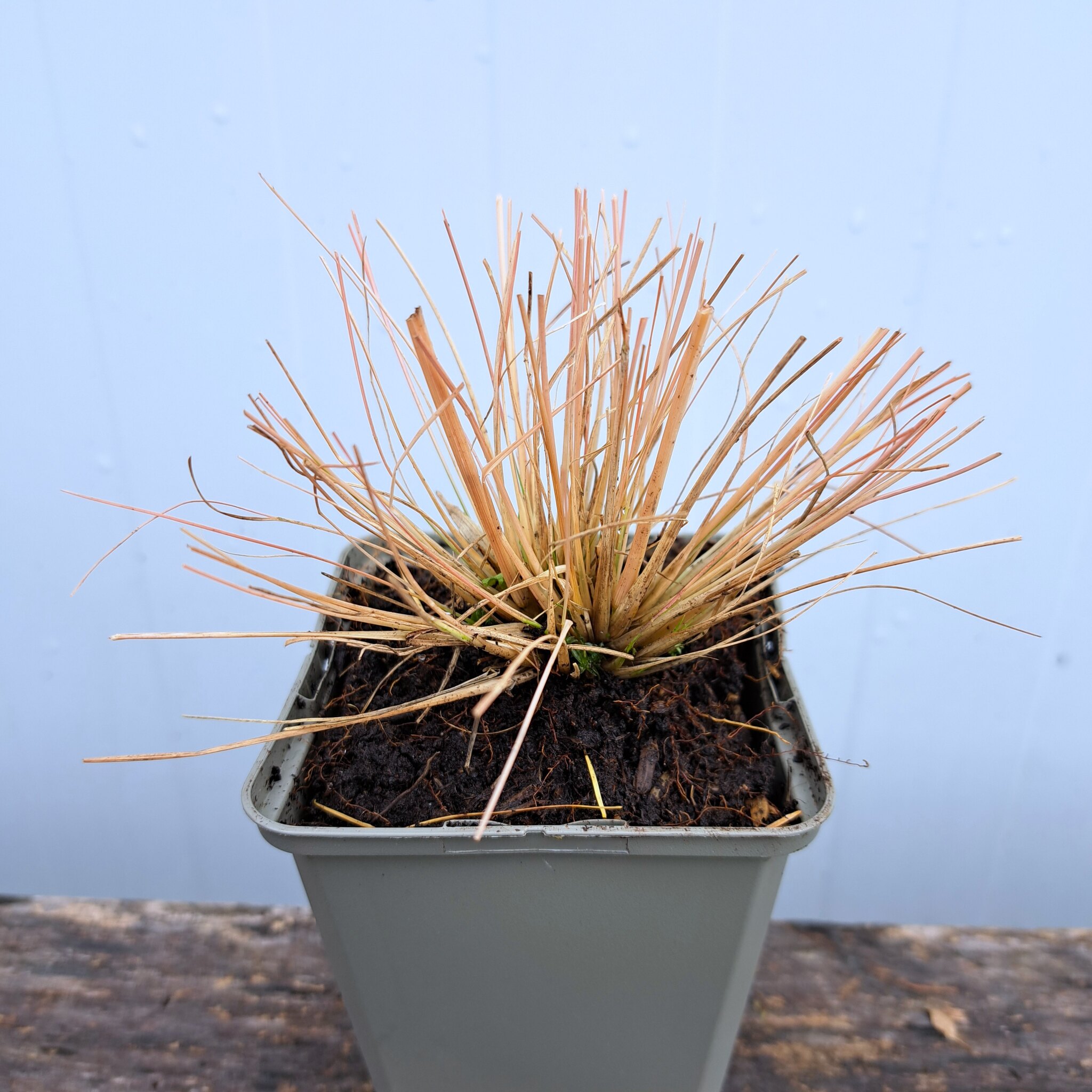 Poronica różnołuskowa P9 (17.11.2025) (4)_Easy-Resize.com Poronica różnołuskowa