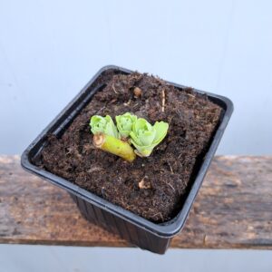 Rozchodnik karpacki 'Herbstfreude’ – Sedum hybridum 'Herbstfreude’ (P9)