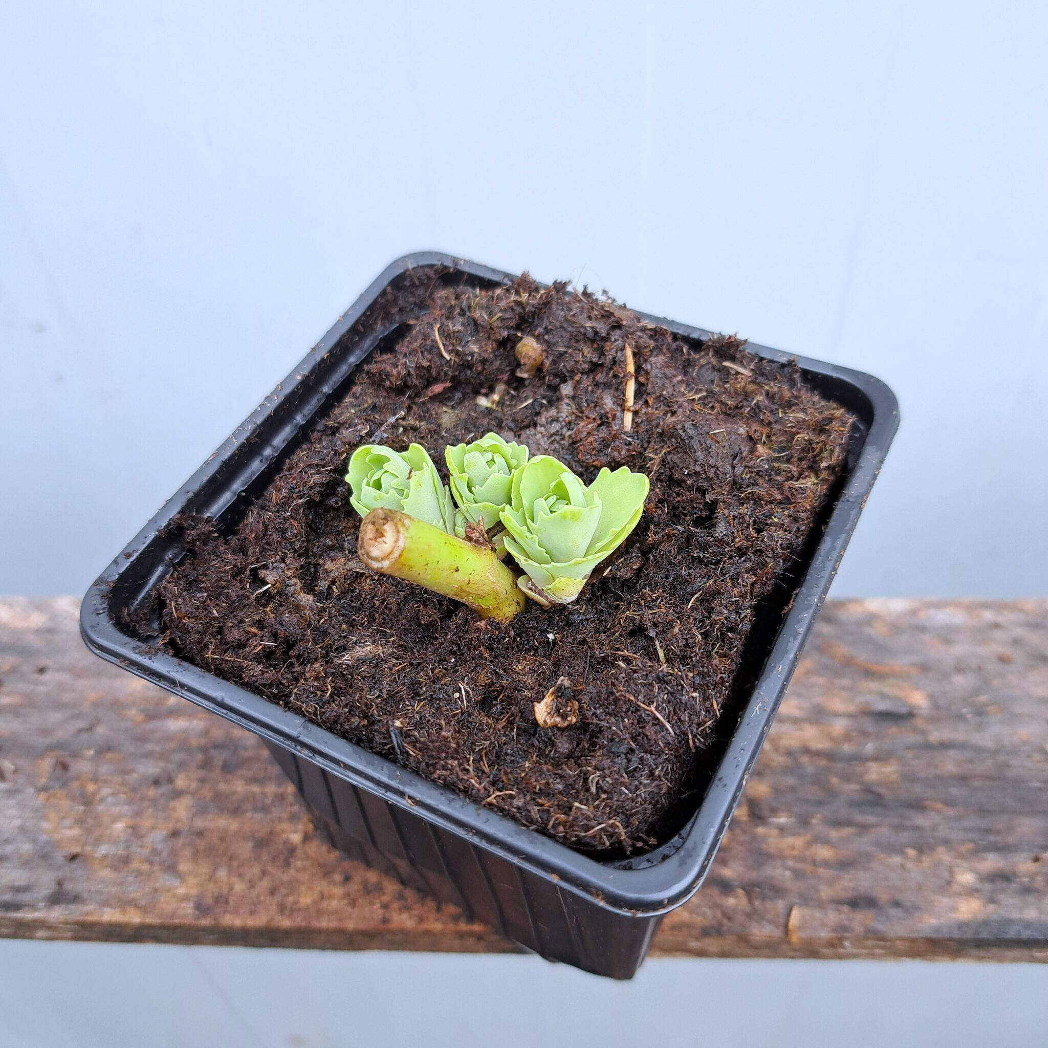 Rozchodnik karpacki 'Herbstfreude' P9 (17.11.2025) (1)_Easy-Resize.com Rozchodnik karpacki 'Herbstfreude'