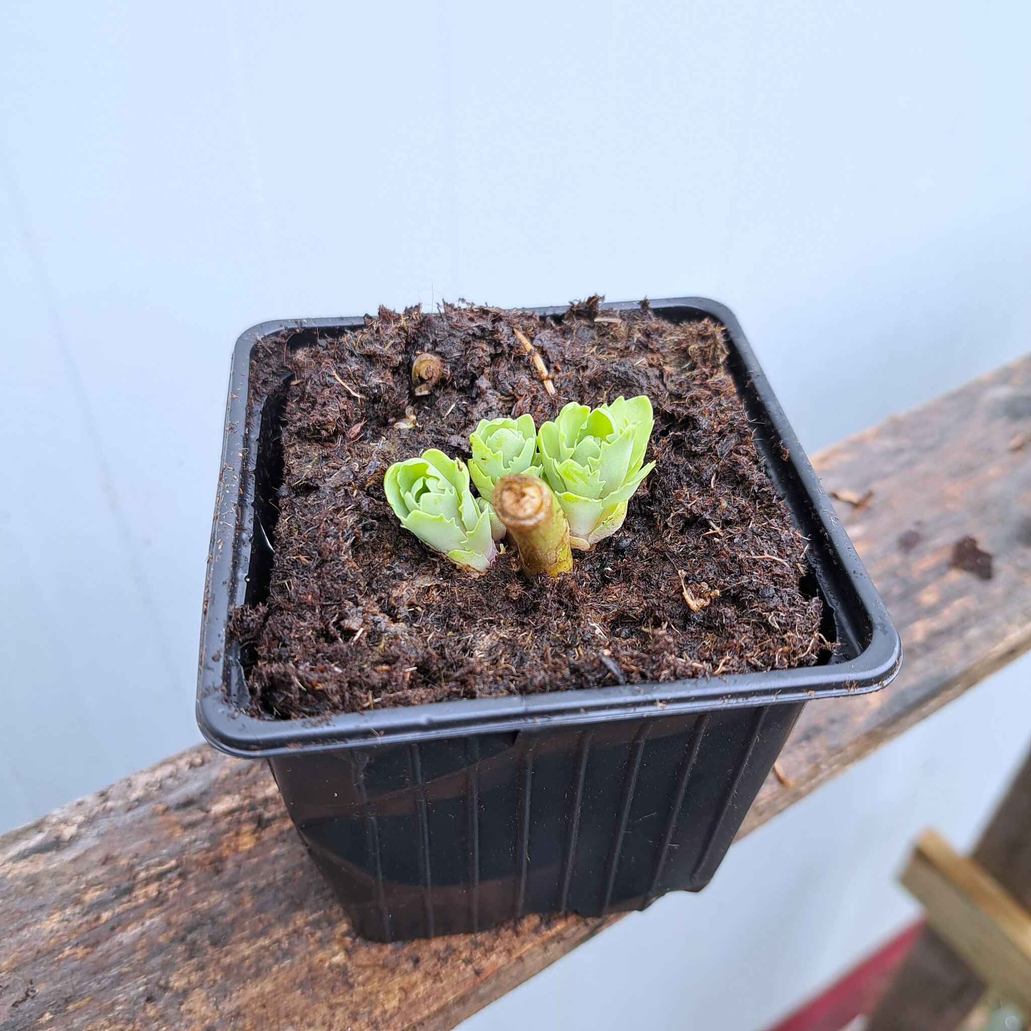 Rozchodnik karpacki 'Herbstfreude' P9 (17.11.2025) (2)_Easy-Resize.com Rozchodnik karpacki 'Herbstfreude'