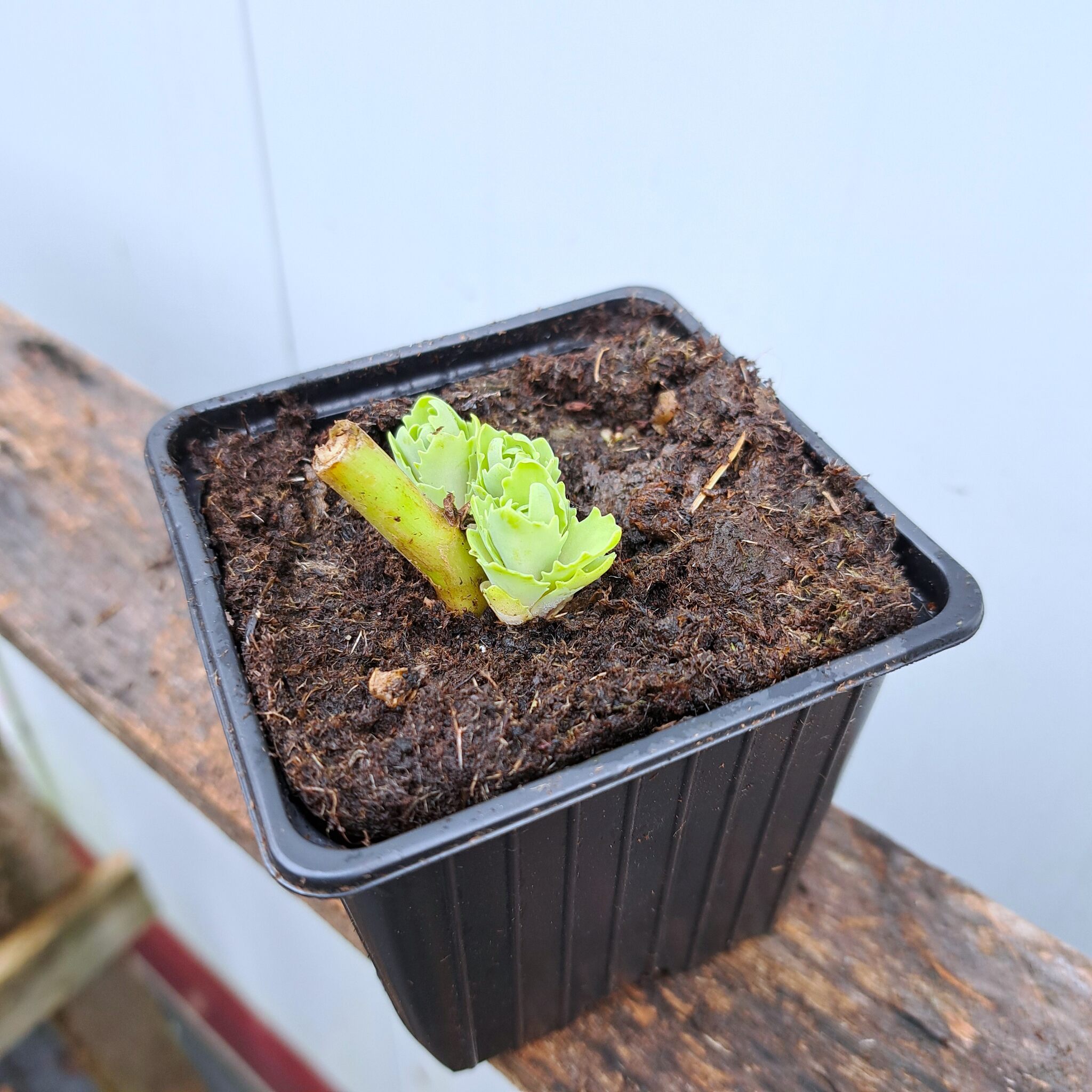 Rozchodnik karpacki 'Herbstfreude' P9 (17.11.2025) (3)_Easy-Resize.com Rozchodnik karpacki 'Herbstfreude'