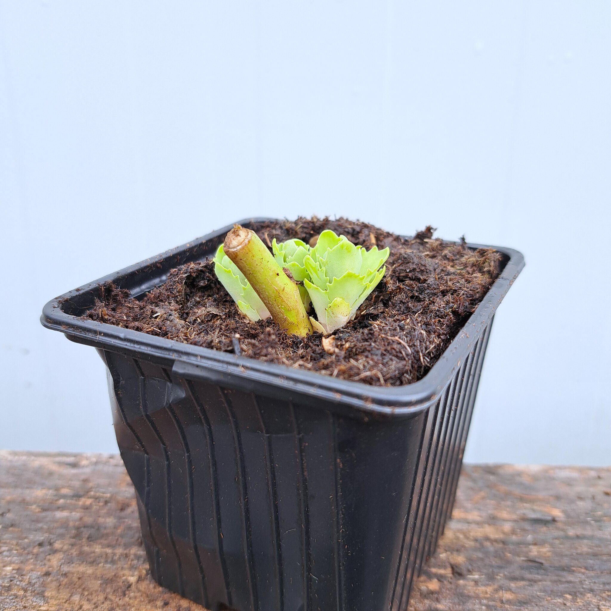 Rozchodnik karpacki 'Herbstfreude' P9 (17.11.2025) (4)_Easy-Resize.com Rozchodnik karpacki 'Herbstfreude'