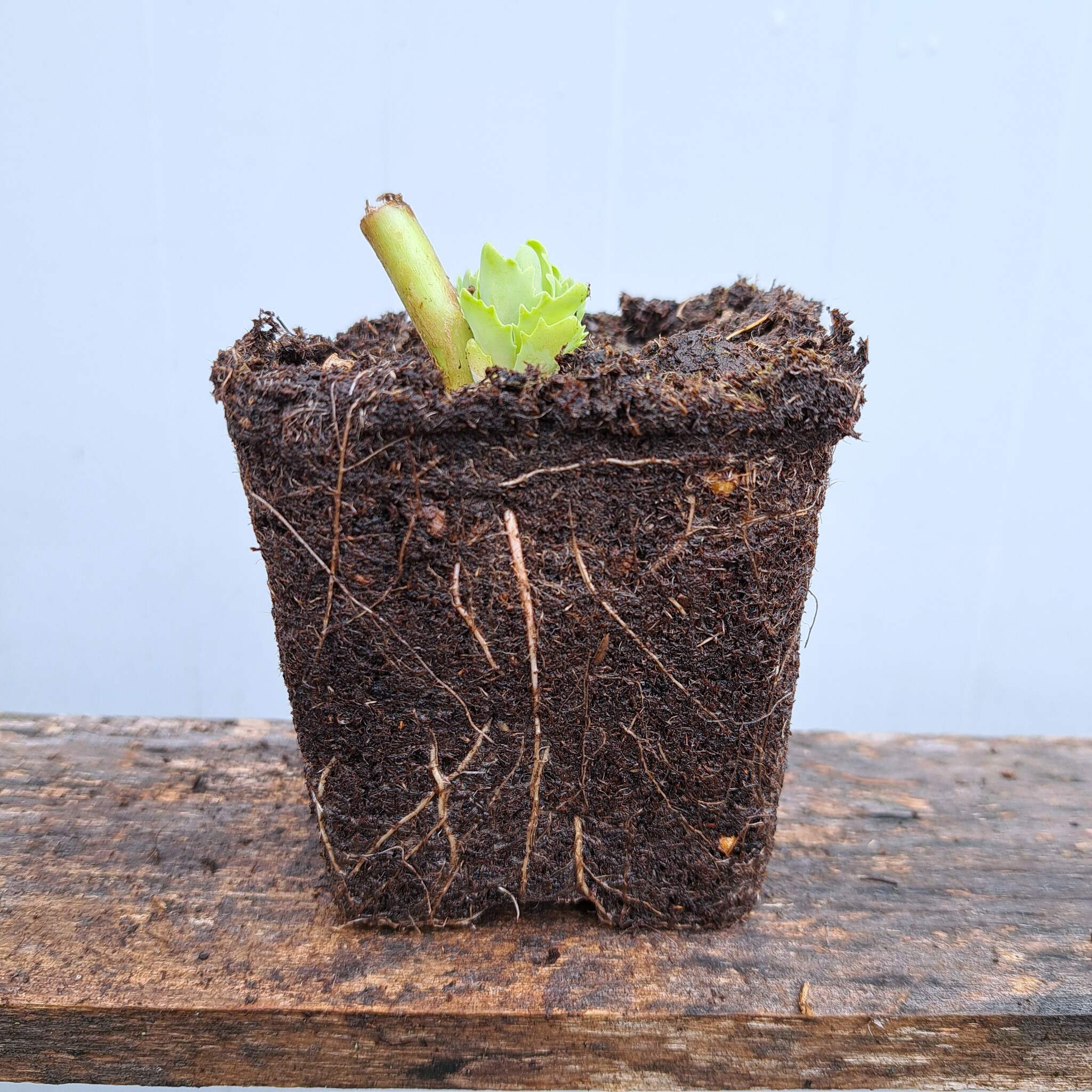 Rozchodnik karpacki 'Herbstfreude' P9 (17.11.2025) (5)_Easy-Resize.com Rozchodnik karpacki 'Herbstfreude'