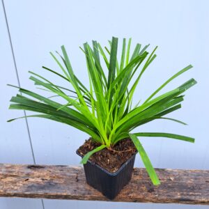 Turzyca Morrowa – Carex morrowii (P9)