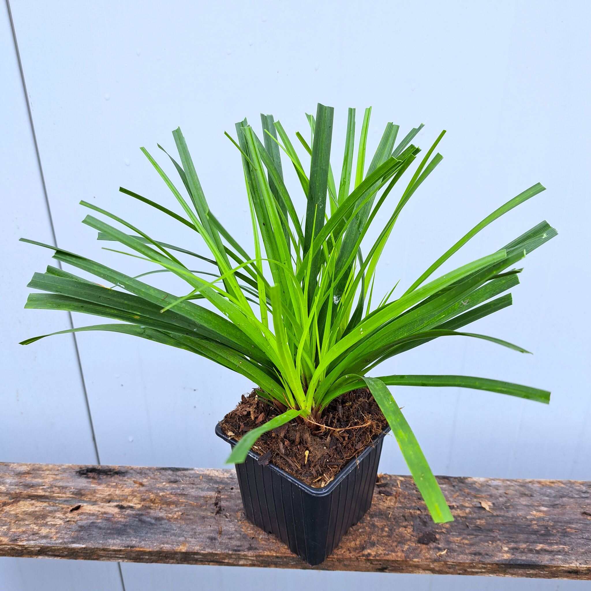 Turzyca Morrowa P9 (17.11.2025) (1)_Easy-Resize.com Turzyca Morrowa