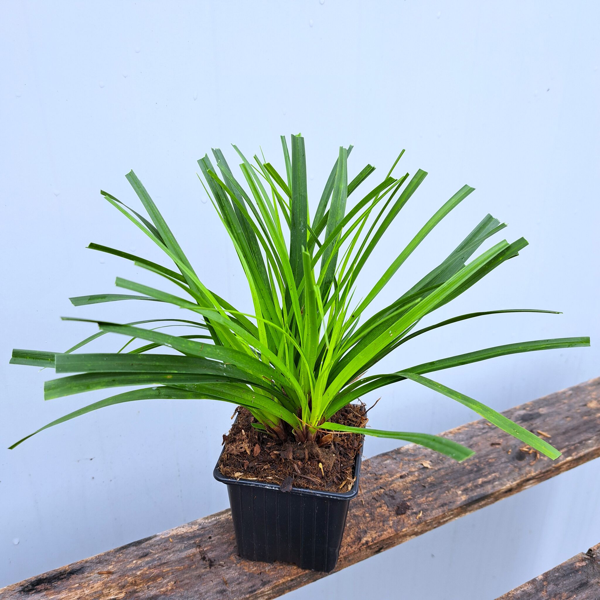 Turzyca Morrowa P9 (17.11.2025) (2)_Easy-Resize.com Turzyca Morrowa