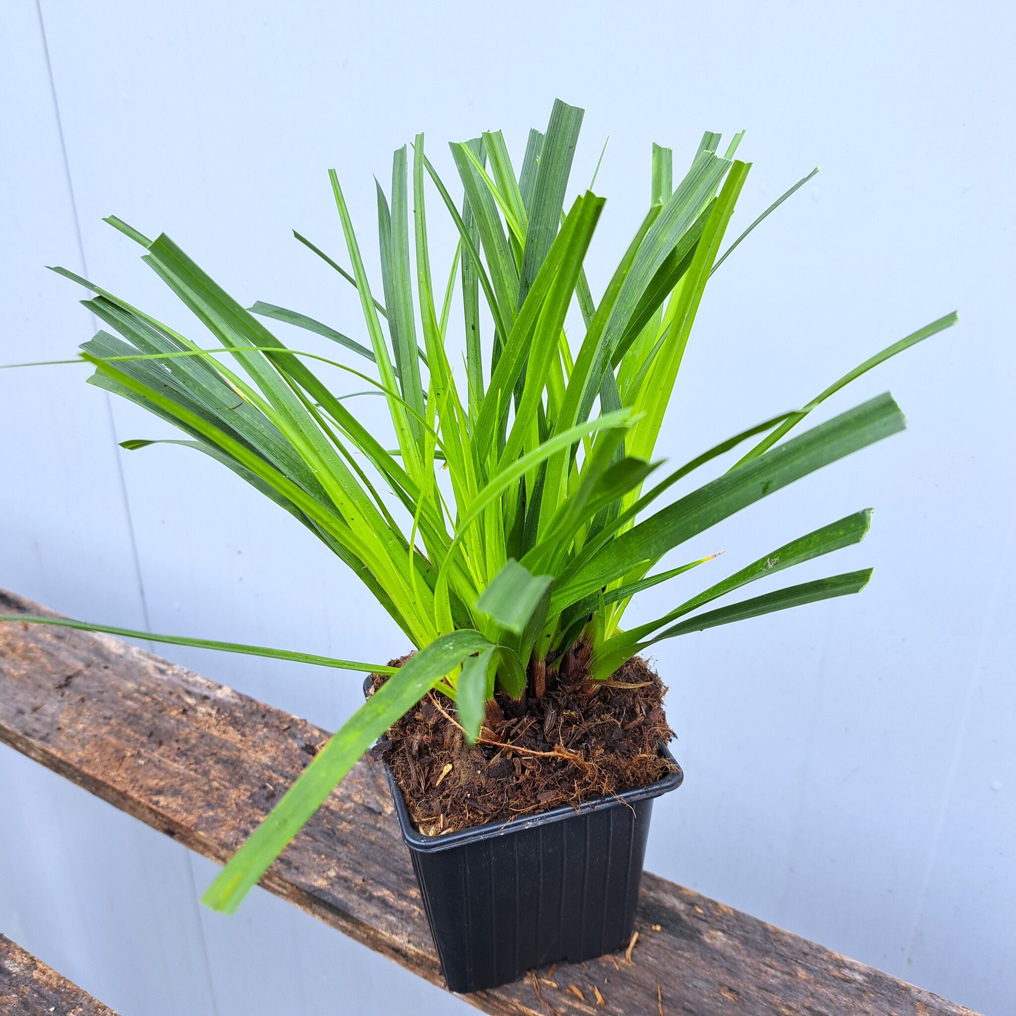 Turzyca Morrowa P9 (17.11.2025) (3)_Easy-Resize.com Turzyca Morrowa