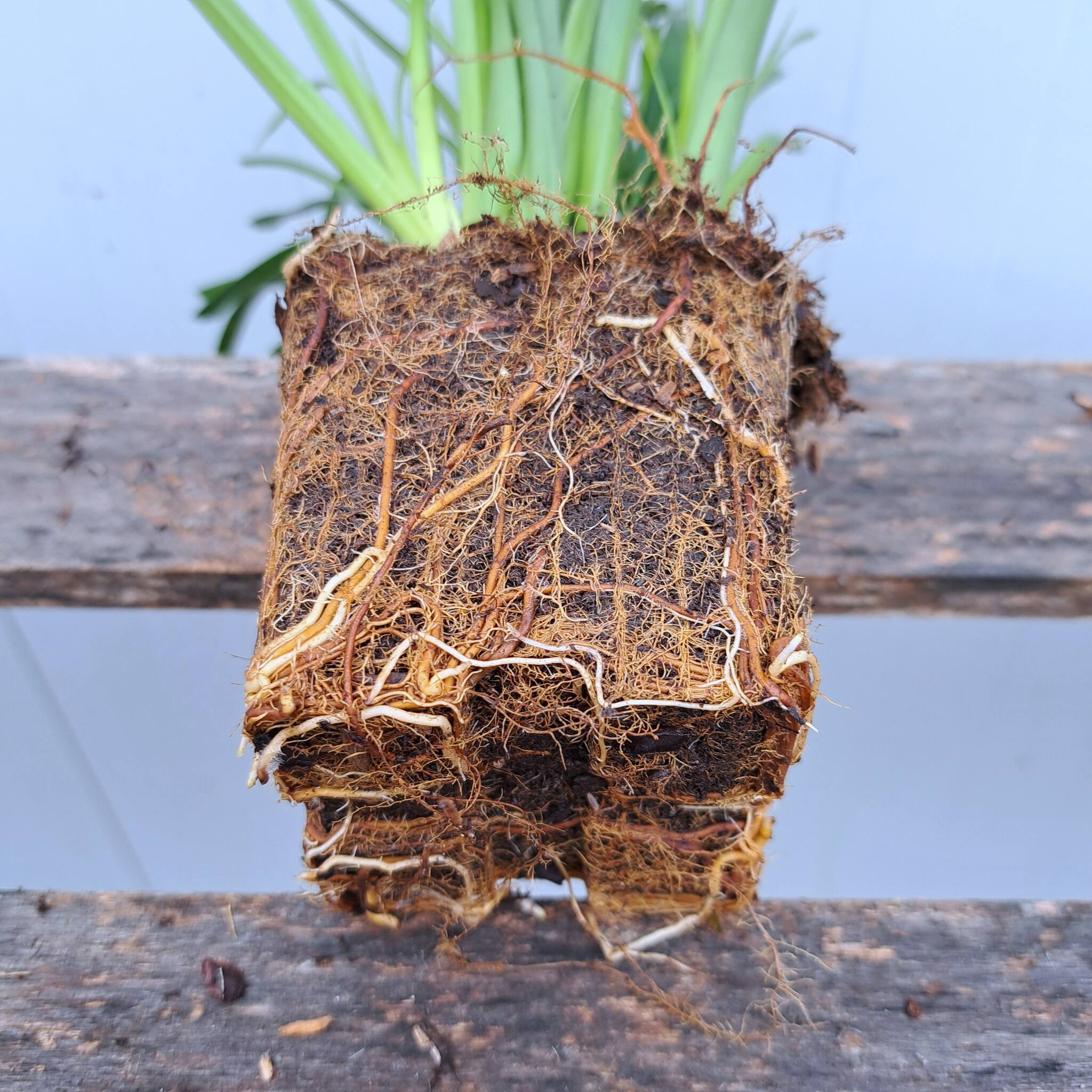 Turzyca Morrowa P9 (17.11.2025) (4)_Easy-Resize.com Turzyca Morrowa