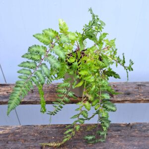 Wietlica japońska 'Silver Falls’ – Athyrium niponicum 'Silver Falls’ (P9)