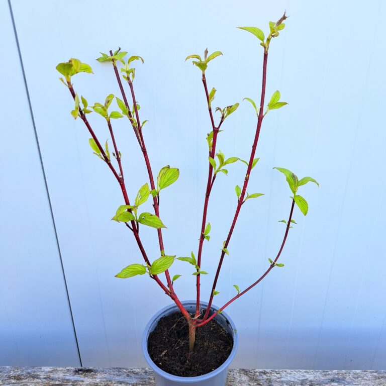 Dereń biały 'Sibirica'