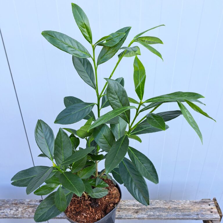 Laurowiśnia wschodnia 'Novita'