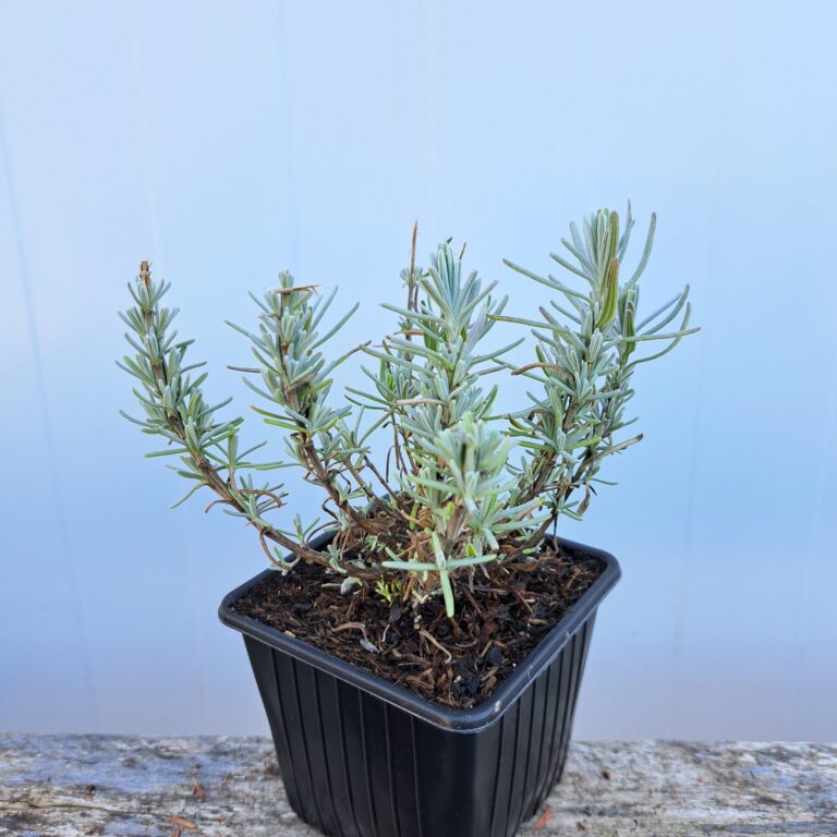 Lawenda wąskolistna 'HIdcote'