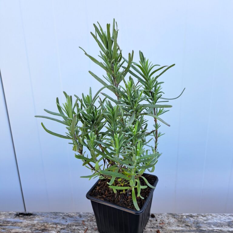 Lawenda wąskolistna 'Munstead'