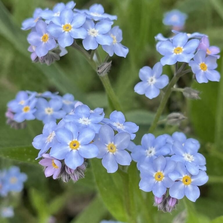 Niezapominajka błotna