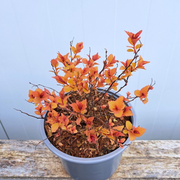 Tawuła japońska 'Firelight'