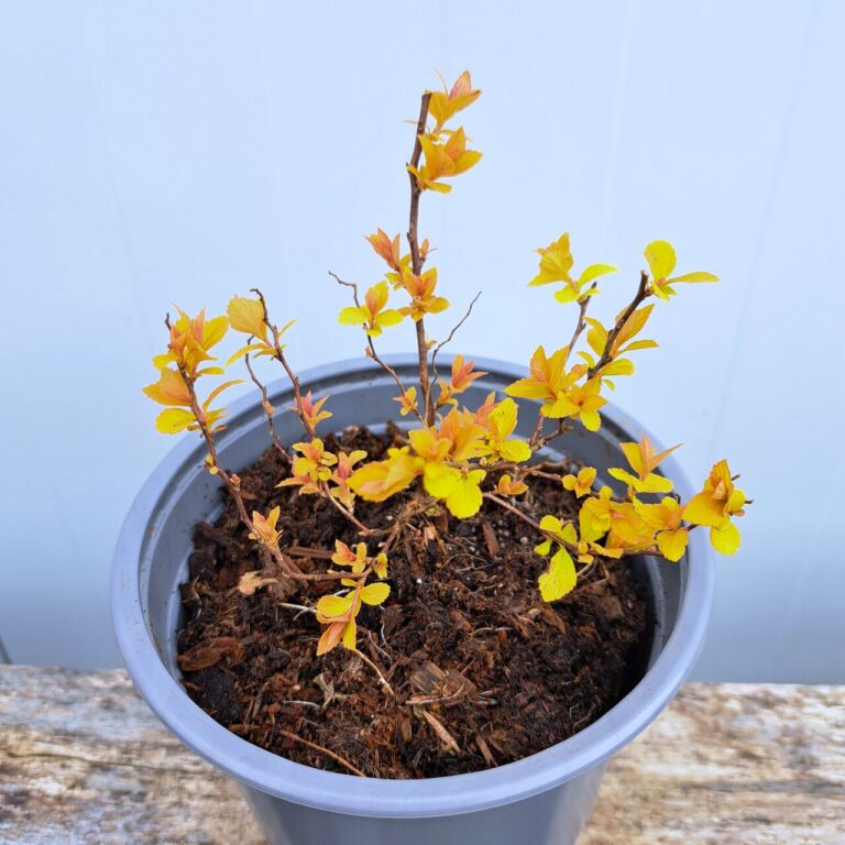 Tawuła japońska 'Golden Princess'