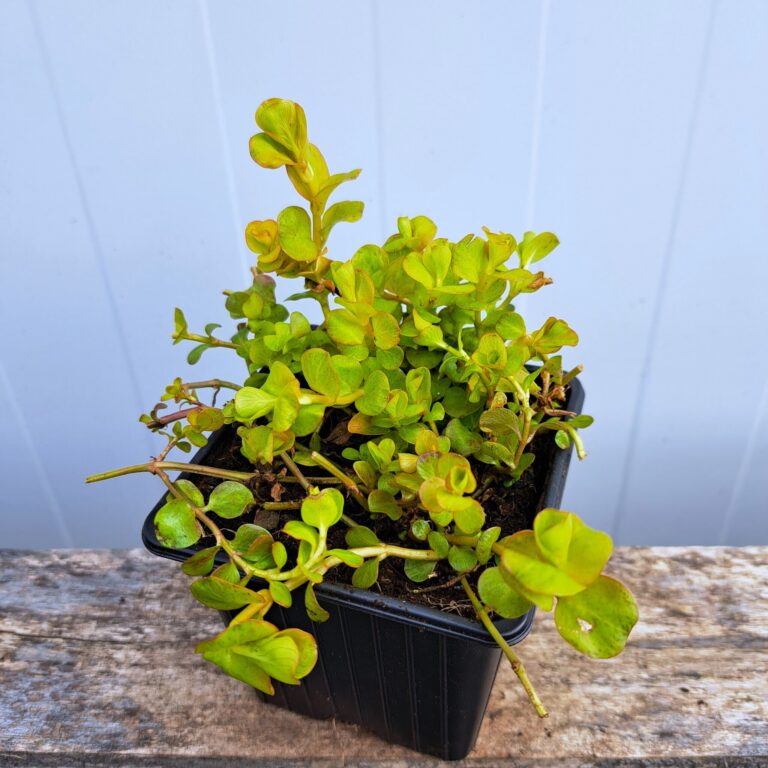 Tojeść rozesłana 'Aurea'