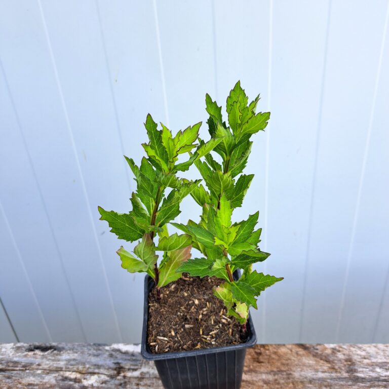 Aster żeniszkowaty 'Stardust'