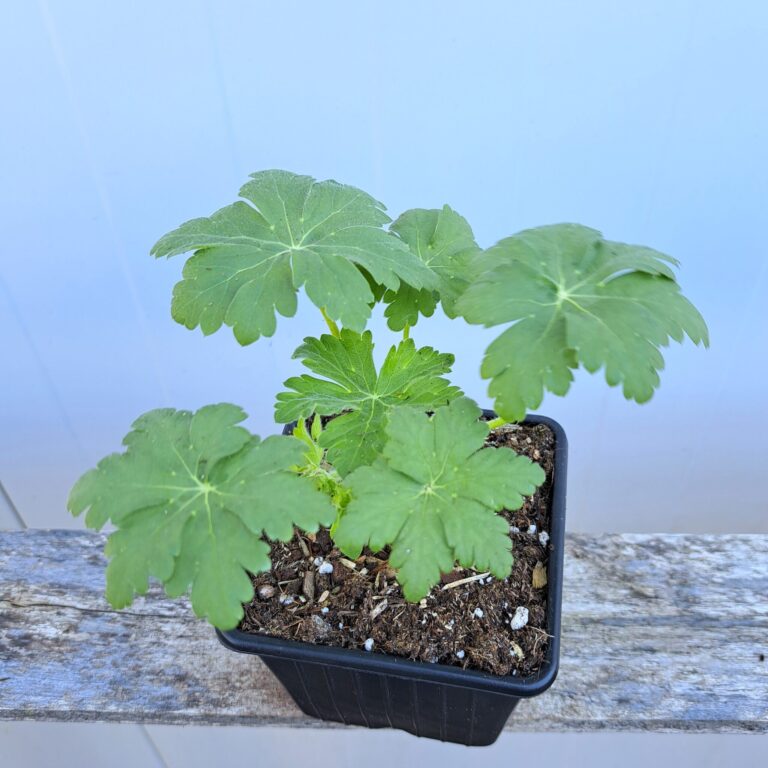 Bodziszek korzeniasty 'Spessart'