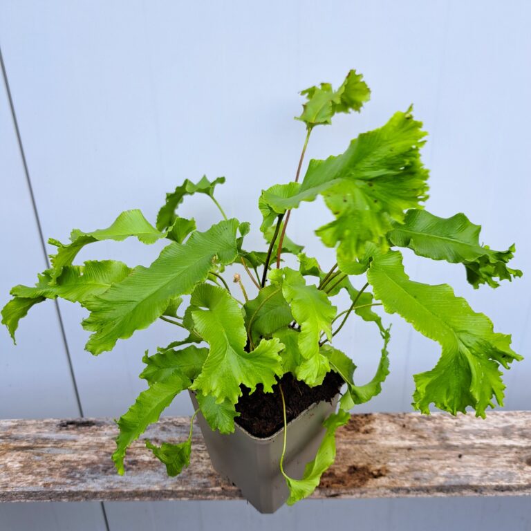 Języcznik zwyczajny 'Cristatum'